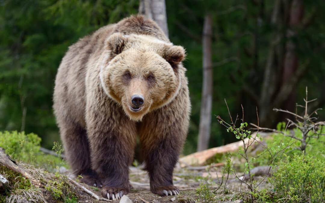 Fraude à l’assurance: Ne pas vendre la peau de l’ours avant de l’avoir tué…