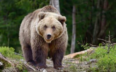 Fraude à l’assurance: Ne pas vendre la peau de l’ours avant de l’avoir tué…